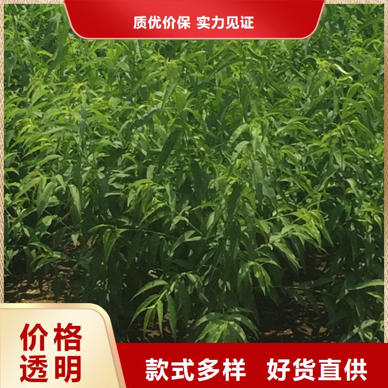 桃,【蓝莓苗】专业生产N年产品实拍