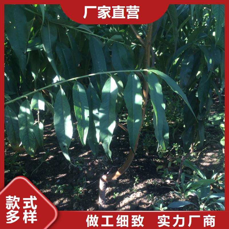 【桃】苹果苗品质卓越同城品牌
