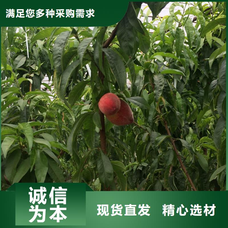 桃-樱桃苗专注生产N年厂家货源稳定