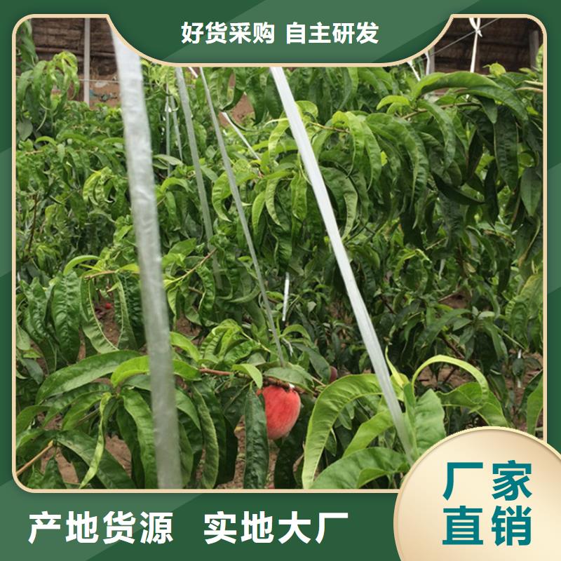 桃【樱桃苗】支持定制质量好