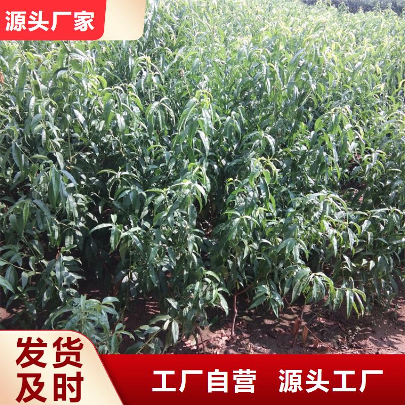 桃_奶油草莓低价货源本地供应商