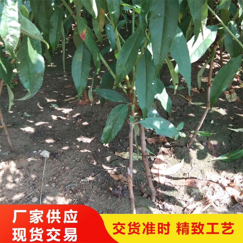 桃-樱桃苗真材实料诚信经营本地制造商