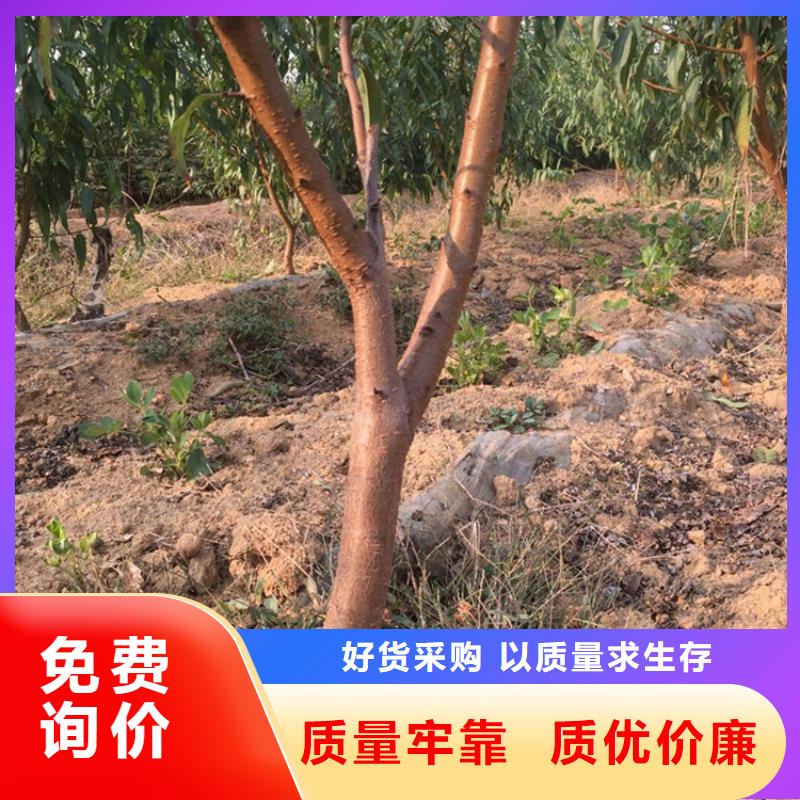 桃【猕猴桃苗】超产品在细节当地生产厂家