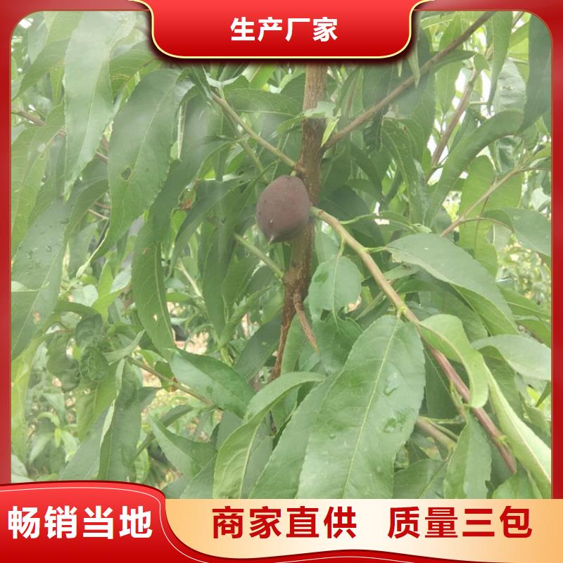 桃樱桃苗自有厂家品质保障价格合理
