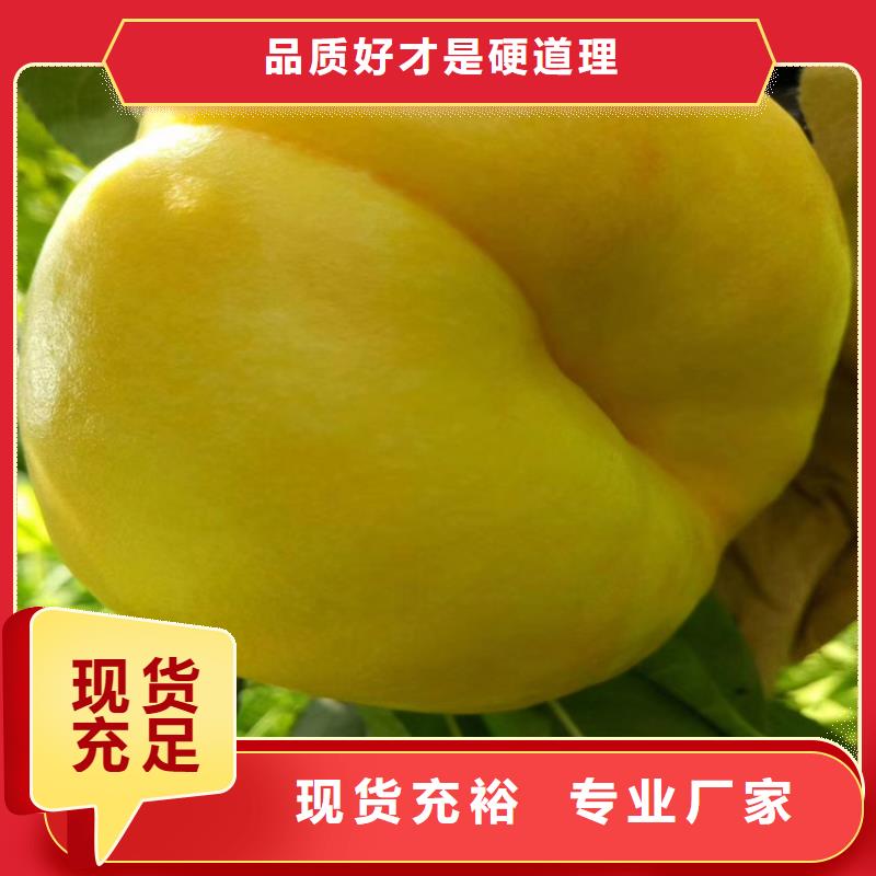 桃【樱桃苗】对质量负责专注品质