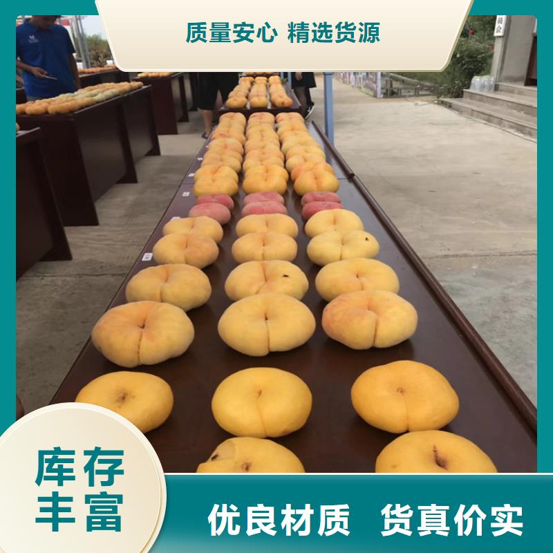 桃桃树苗货源直供打造好品质