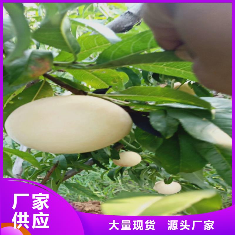 【桃】,樱桃苗匠心打造多种规格库存充足