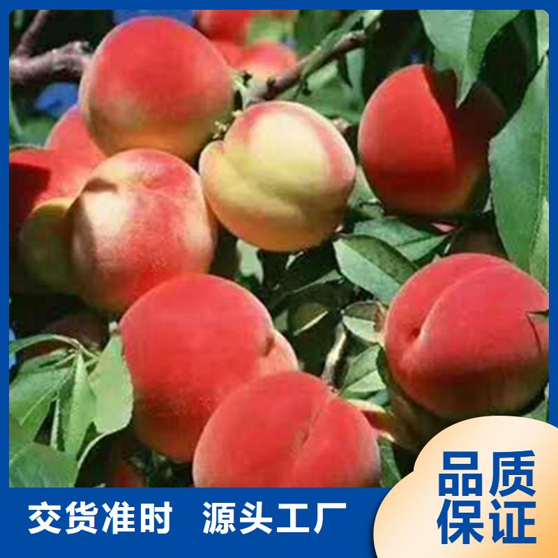 桃桃树苗支持大批量采购当地供应商