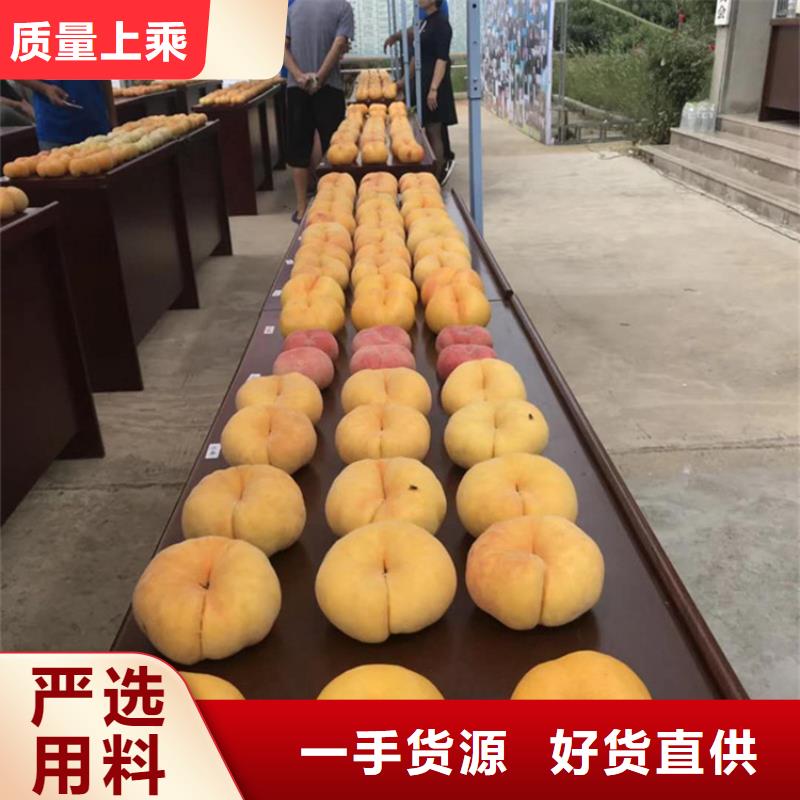 【桃-桃树苗实力商家】用心经营
