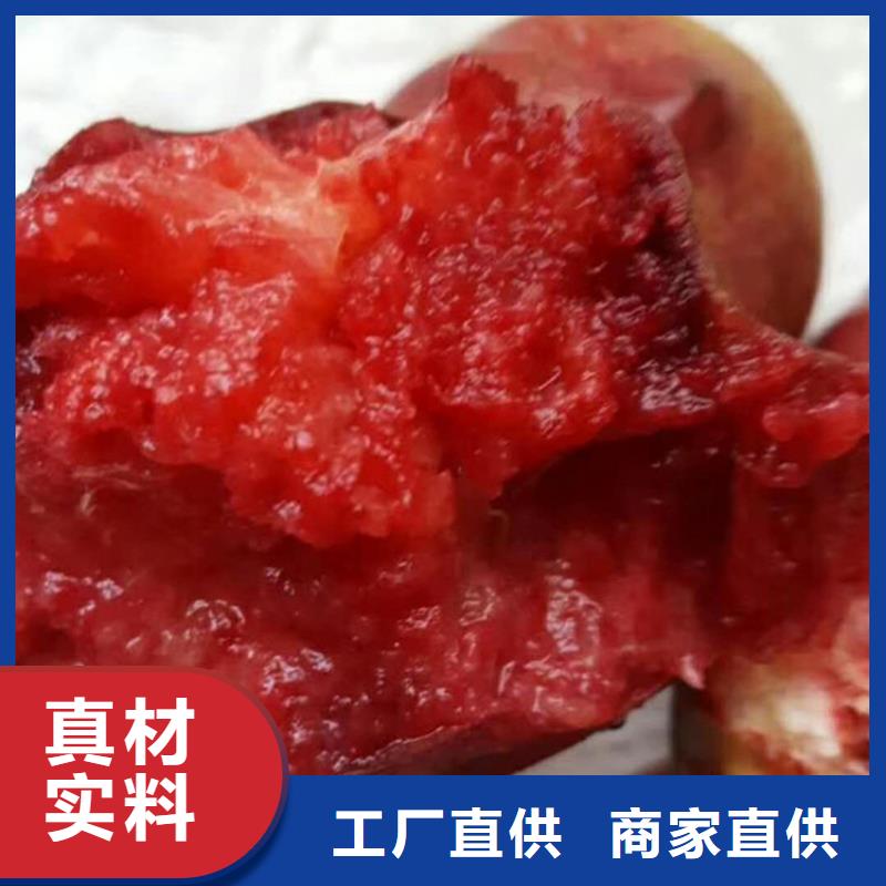 桃梨树苗让客户买的放心按需设计