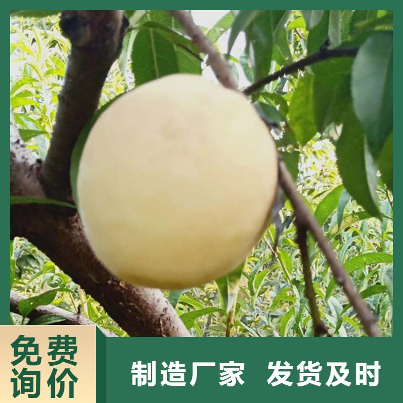 桃蓝莓苗保障产品质量当地厂家