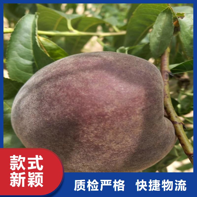 桃,蓝莓苗品质服务诚信为本供应采购