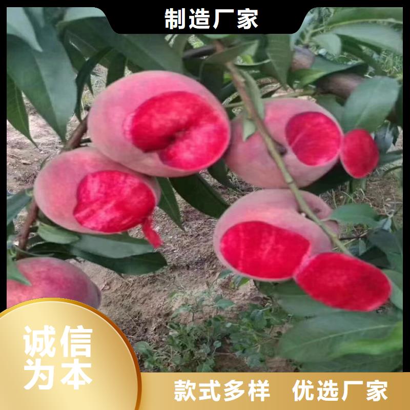 桃【樱桃苗】服务周到大量现货供应