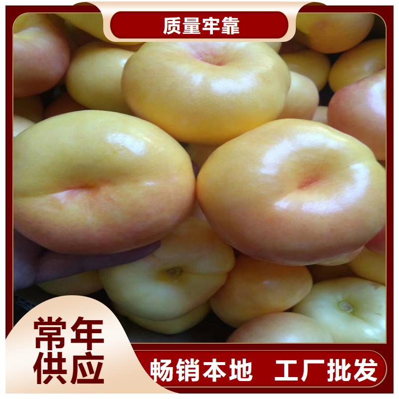 【桃_石榴树正规厂家】本地公司