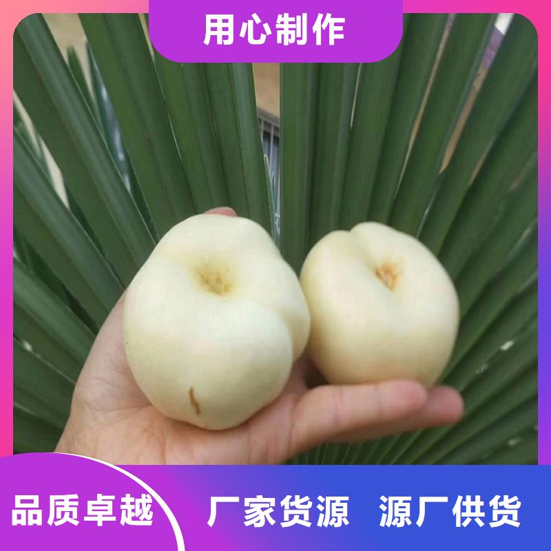桃无花果苗用品质赢得客户信赖专注细节更放心