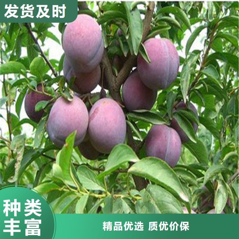 【李子】,樱桃苗送货上门欢迎来电咨询