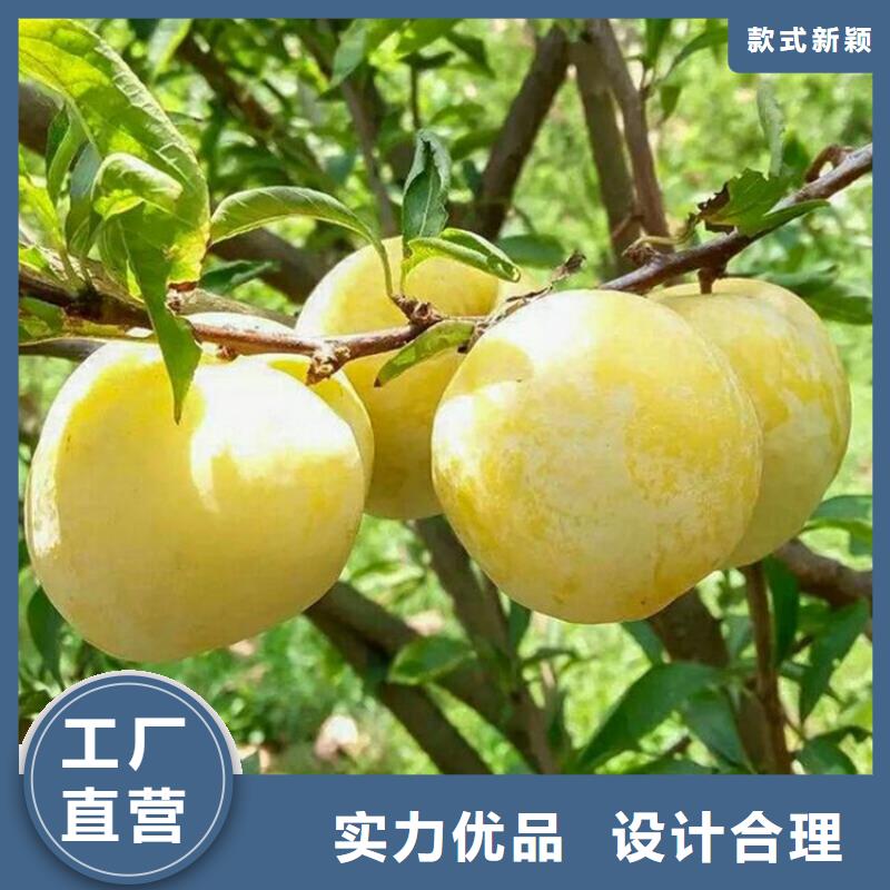 李子李子苗支持定制加工应用范围广泛