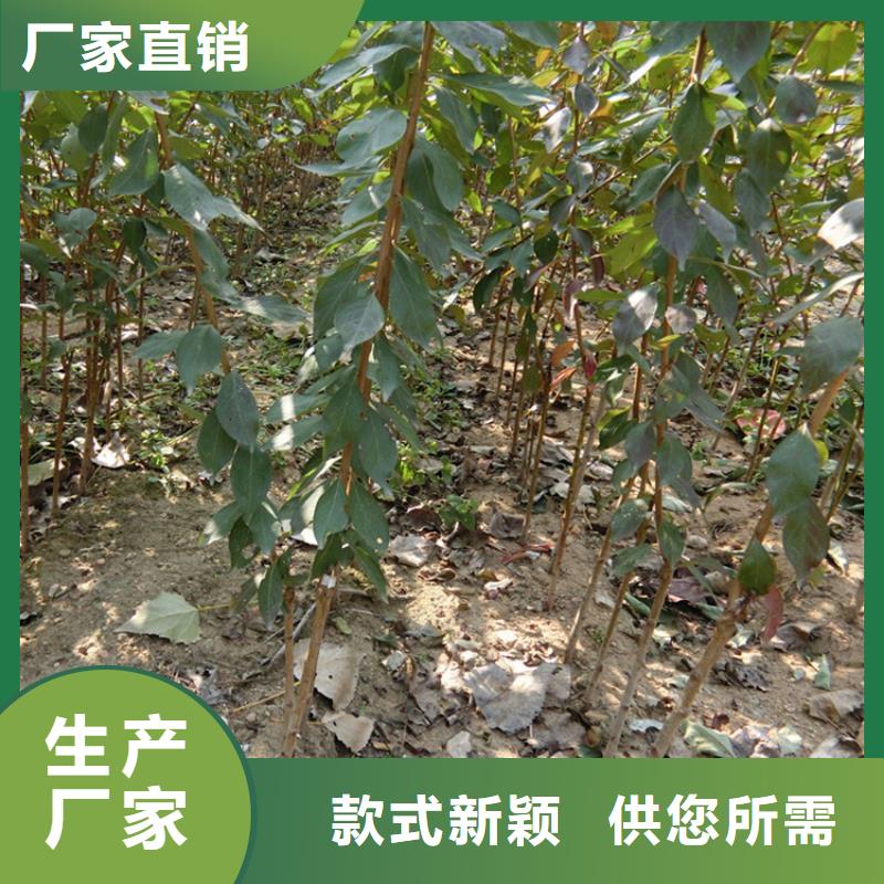 李子樱桃苗商家好品质用的放心