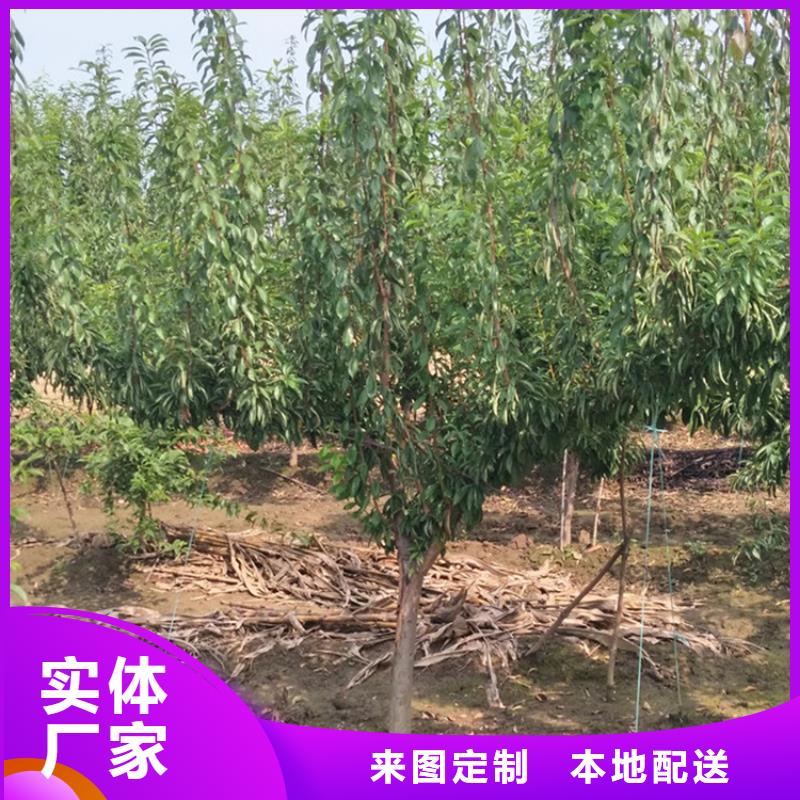 李子北美冬青来图加工定制同城货源