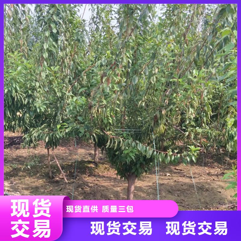 李子蓝莓苗可接急单当地服务商