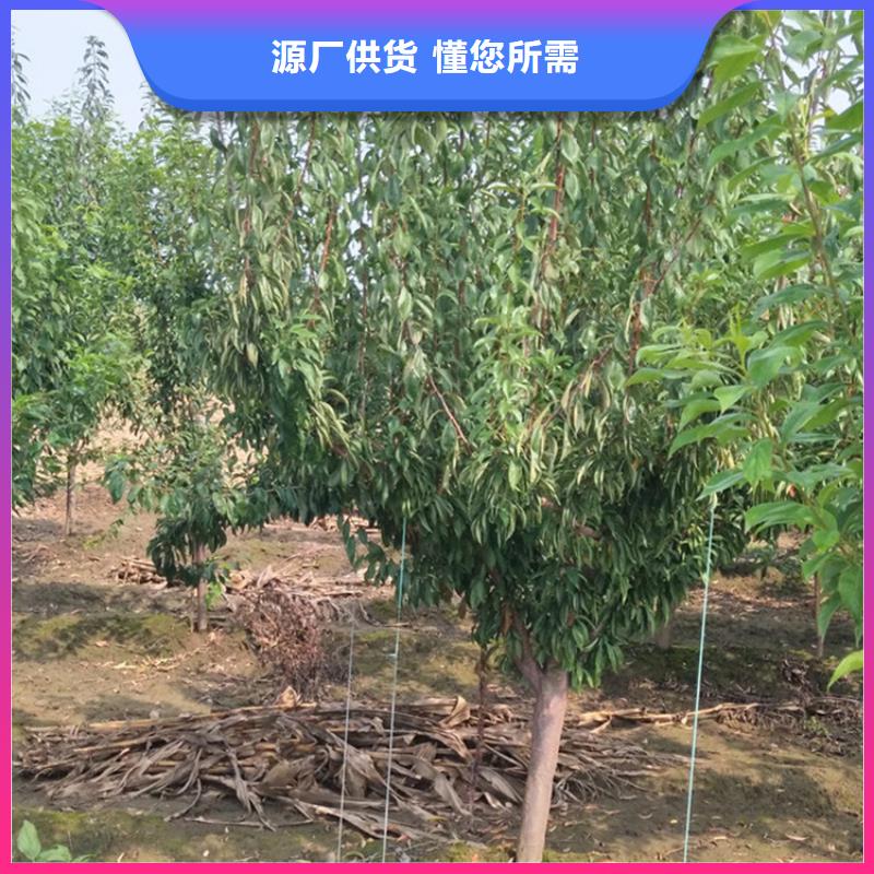 李子,樱桃苗高标准高品质品种全