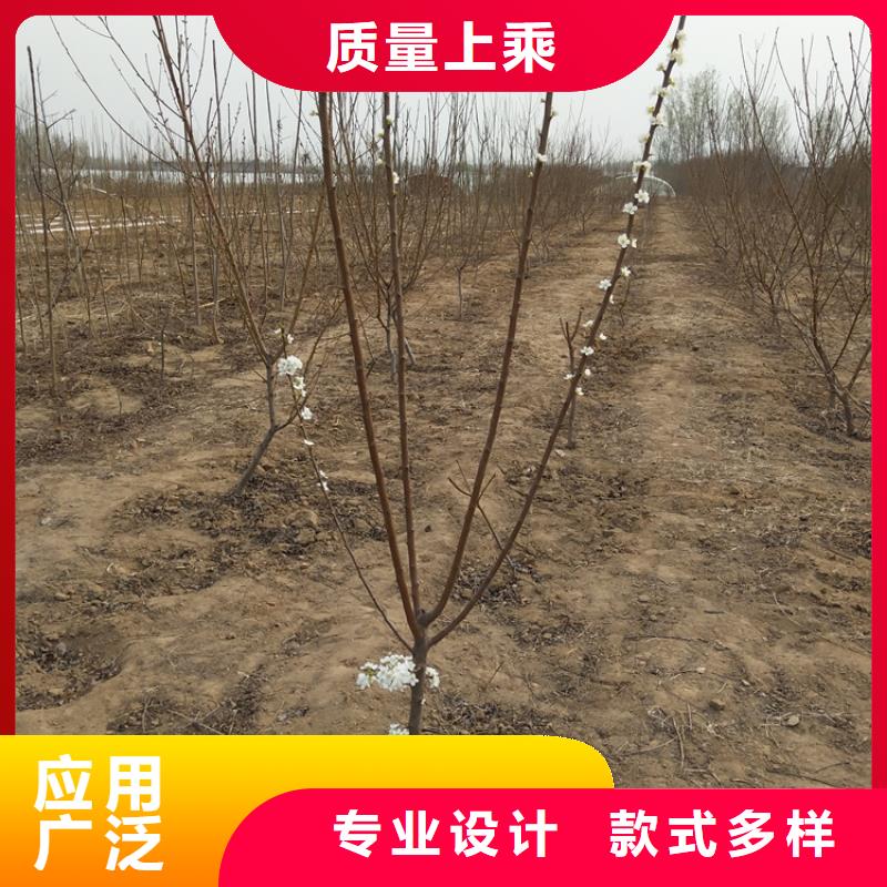 李子樱桃苗产品优良款式多样