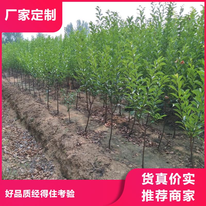 李子桃树苗快速生产源头厂商