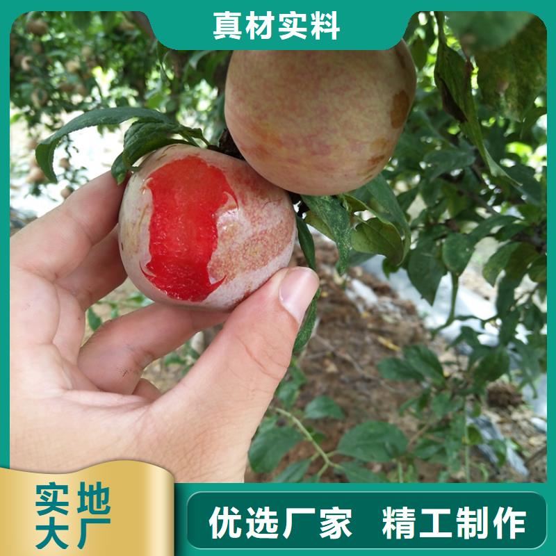 李子樱桃苗每个细节都严格把关一个起售