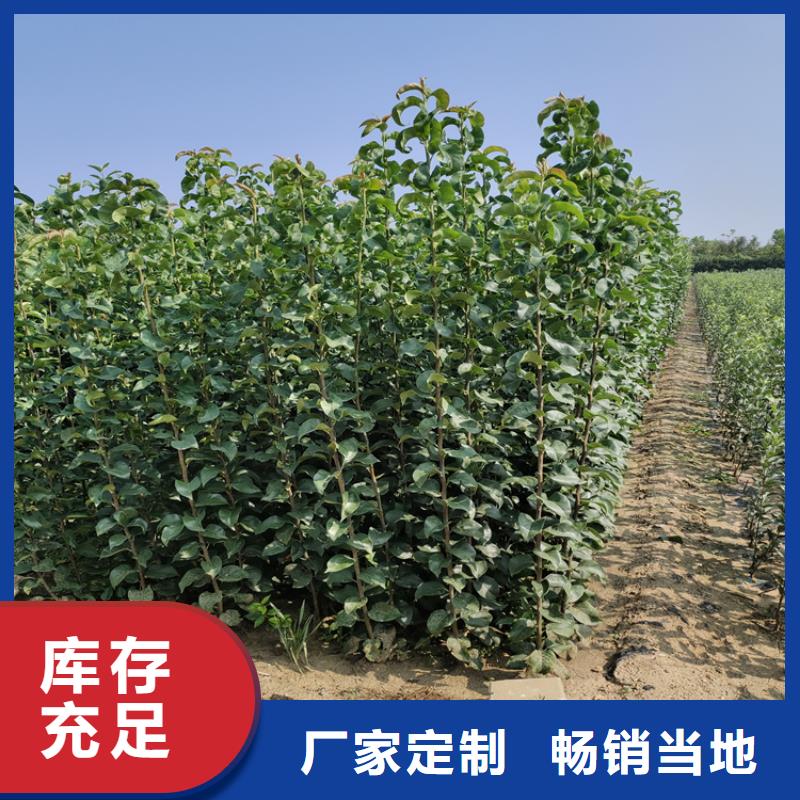 李子樱桃苗满足客户所需本地经销商