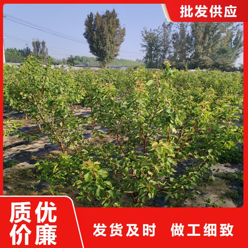 李子苹果苗厂家直发当地供应商
