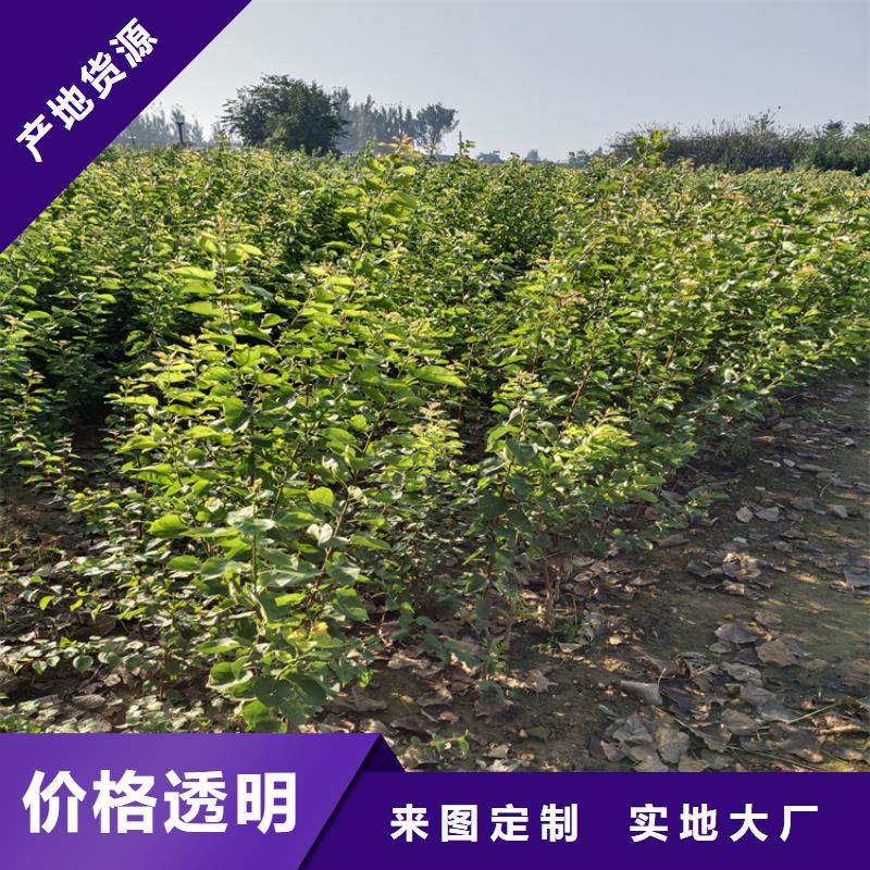 李子-石榴树供货及时实体诚信厂家