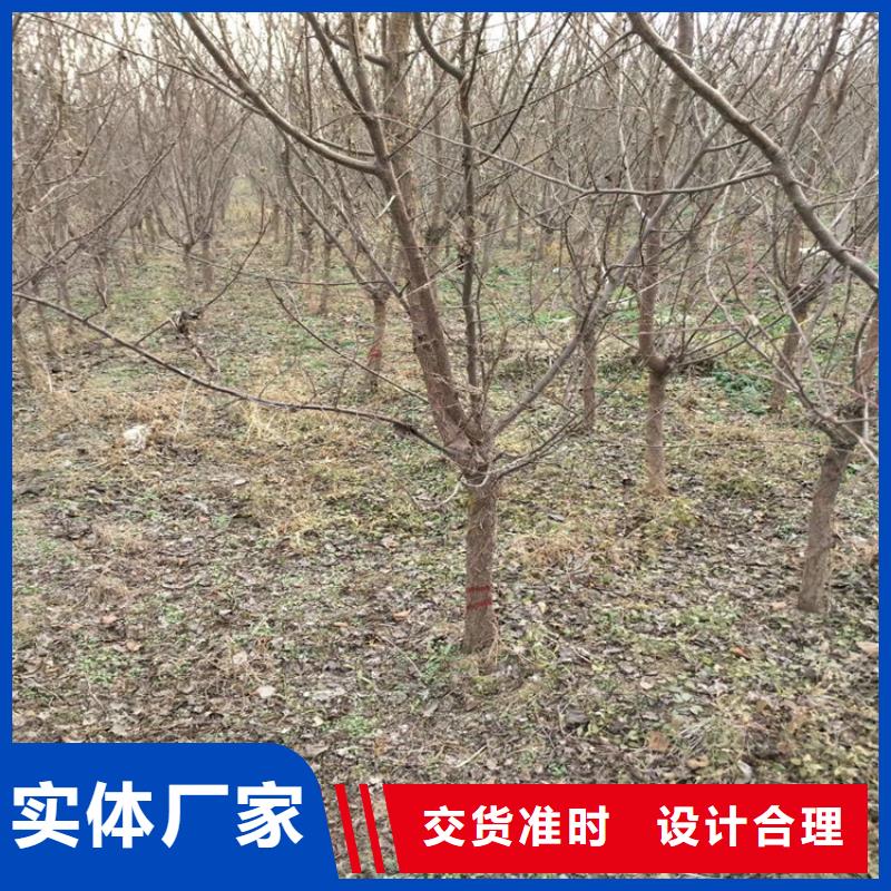【李子】_石榴树苗追求细节品质符合标准