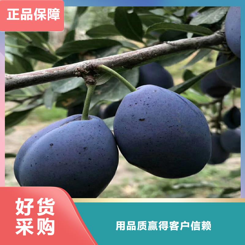 李子苹果苗诚信厂家同城厂家