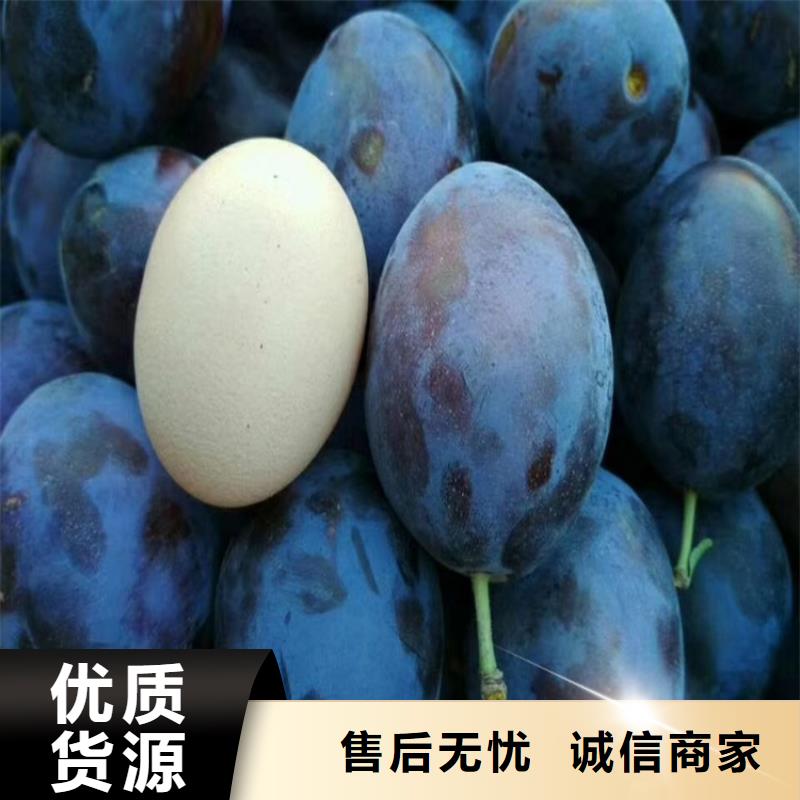 李子,【梨树苗】多年行业积累现货齐全售后无忧