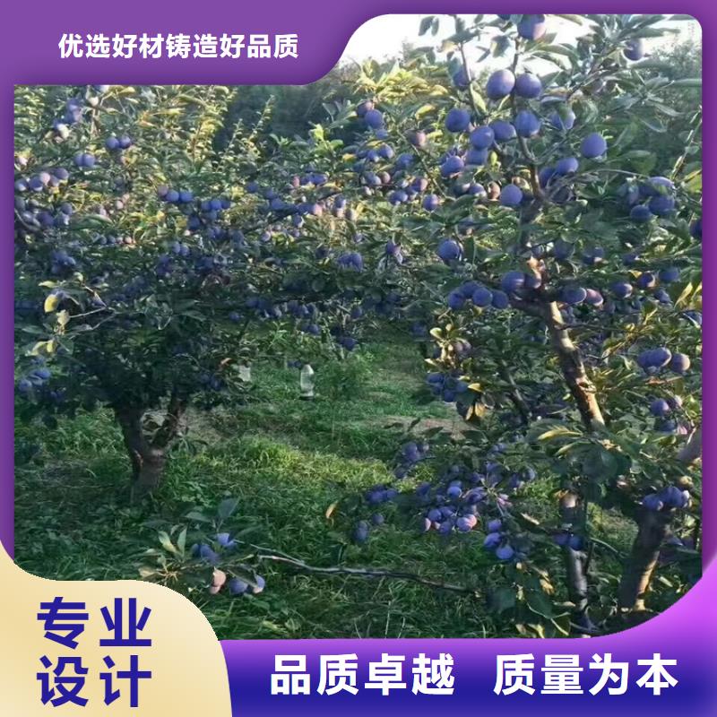 李子石榴树苗质检严格专业供货品质管控