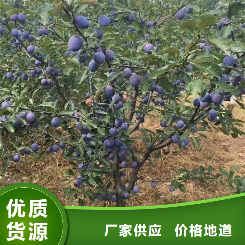 【李子梨树苗好产品放心购】同城厂家