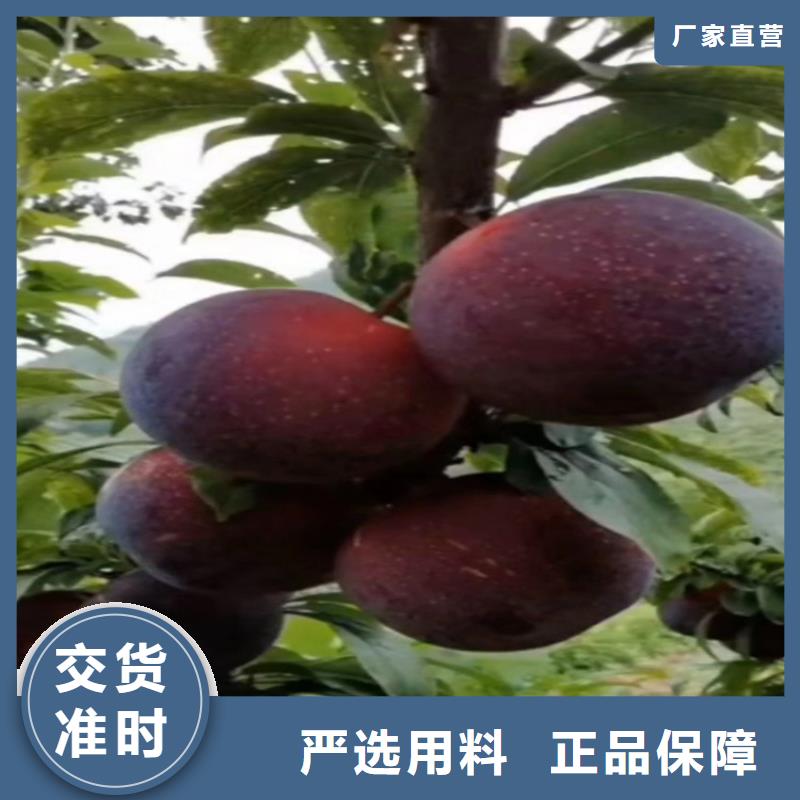 李子北美冬青供您所需同城经销商