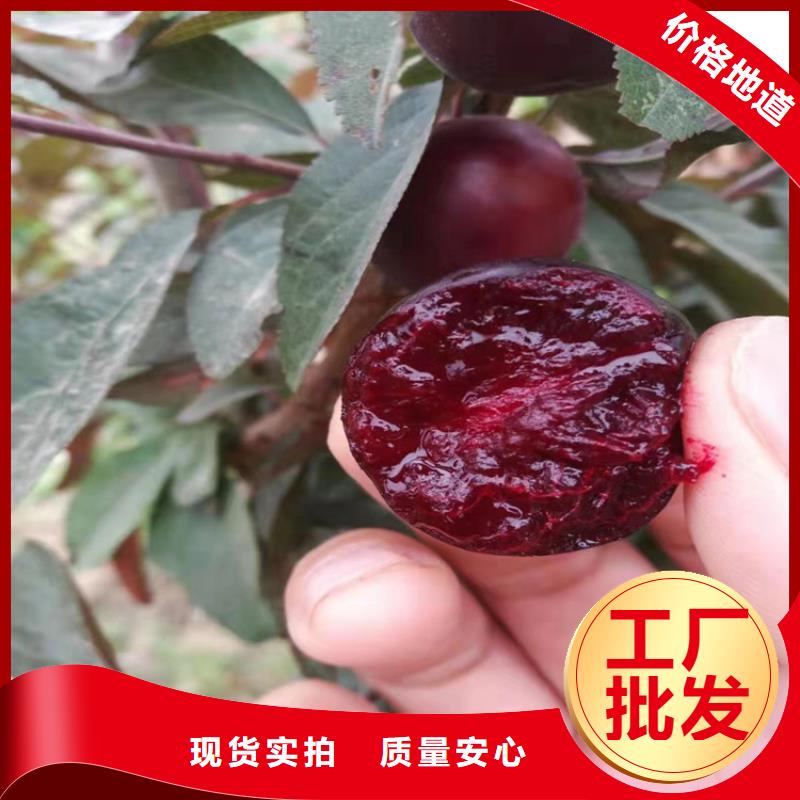 【李子】,桃树苗专业生产N年产品实拍