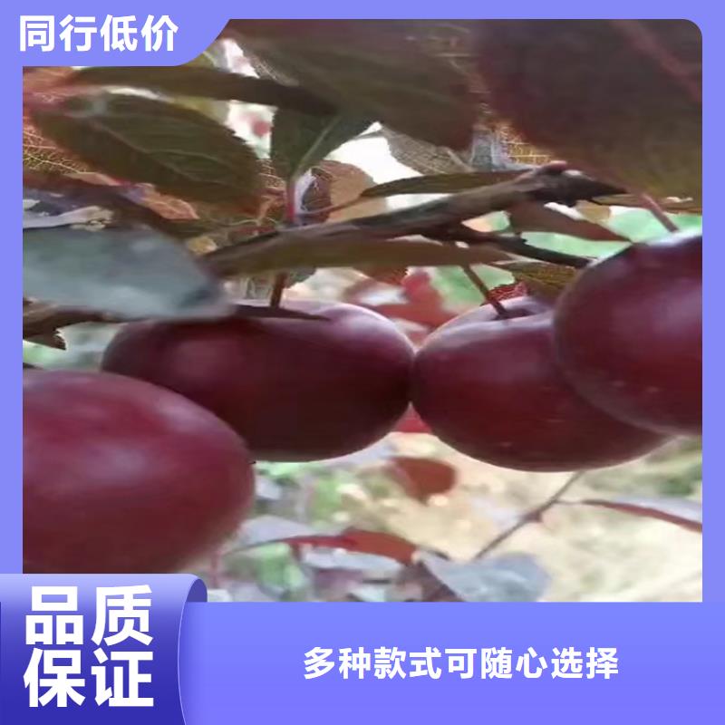 【李子】苹果苗库存充足拥有核心技术优势