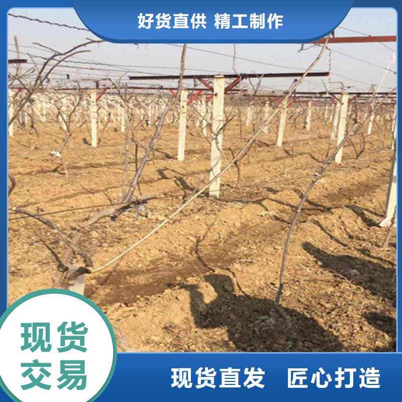 猕猴桃,杏树苗快速发货同城品牌