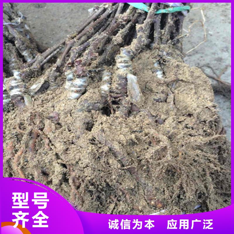 猕猴桃梨树苗保障送货上门