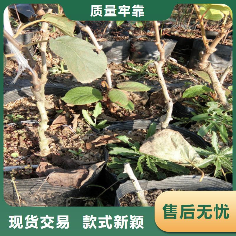 猕猴桃葡萄苗准时交付本地生产商