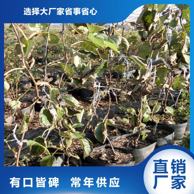 【猕猴桃】樱桃苗专注细节更放心厂家实力大