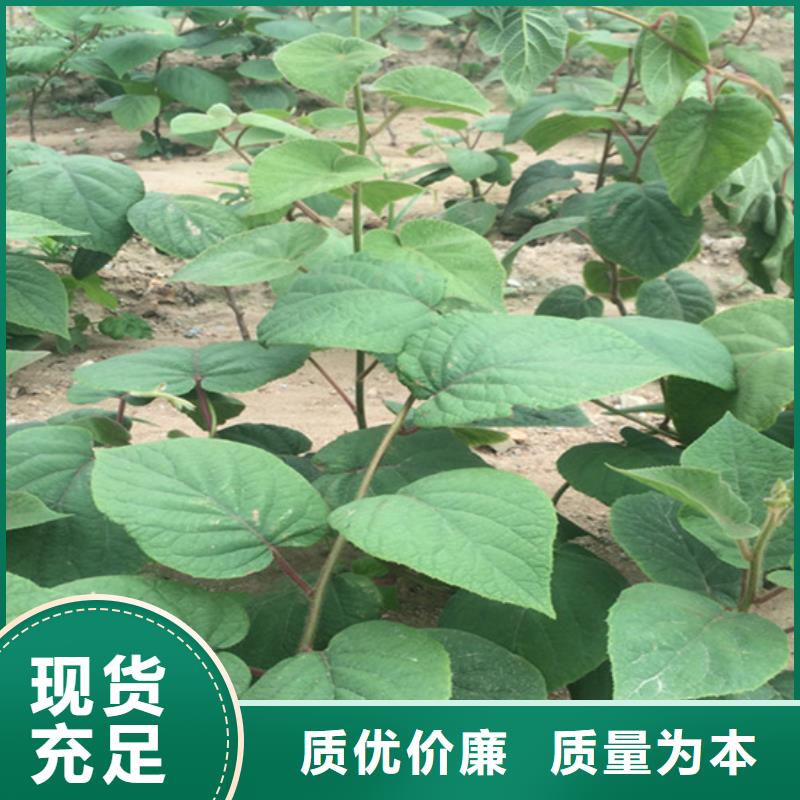 猕猴桃板栗苗工厂自营供货及时