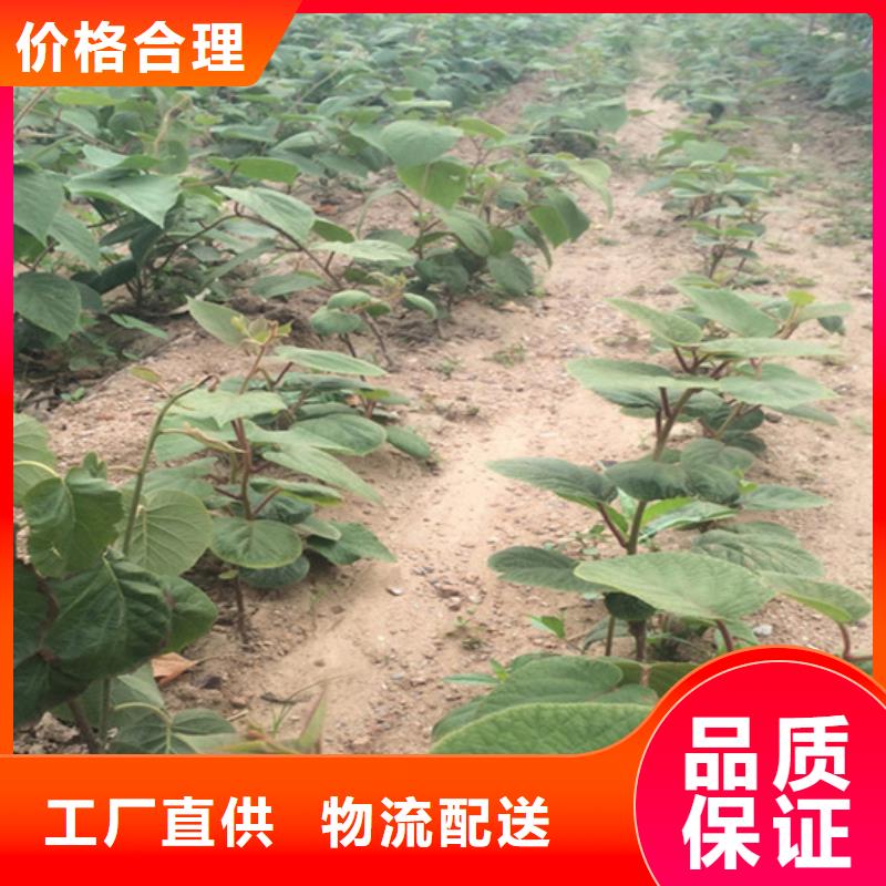 猕猴桃樱桃苗详细参数本地供应商