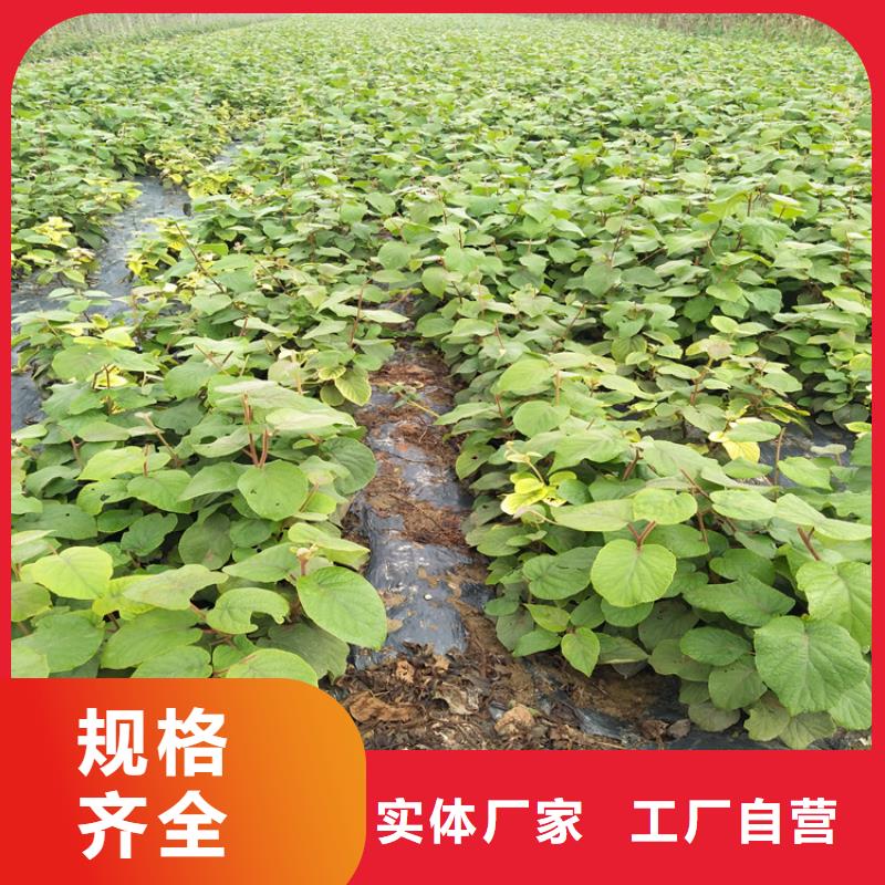 【猕猴桃桃树苗支持批发零售】品牌专营