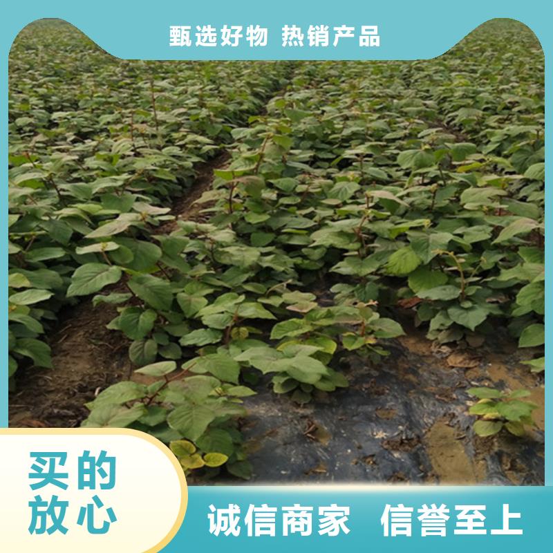 猕猴桃北美冬青品质卓越48小时发货