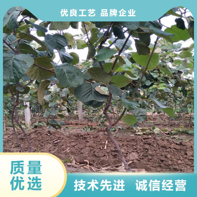 猕猴桃苹果苗工厂直销专注细节使用放心