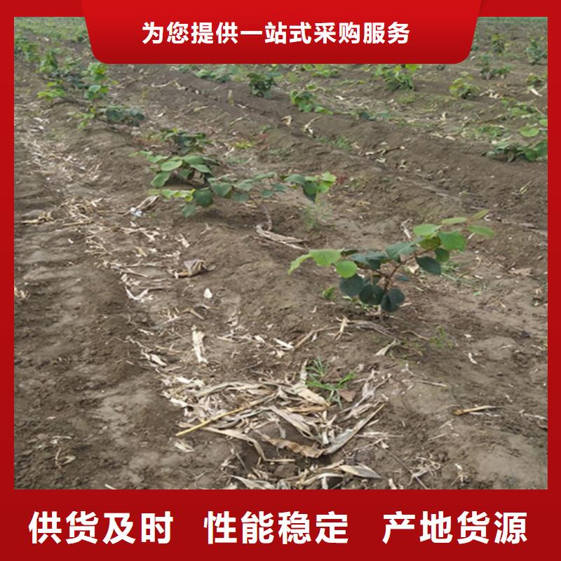猕猴桃-苹果苗工厂认证当地生产厂家