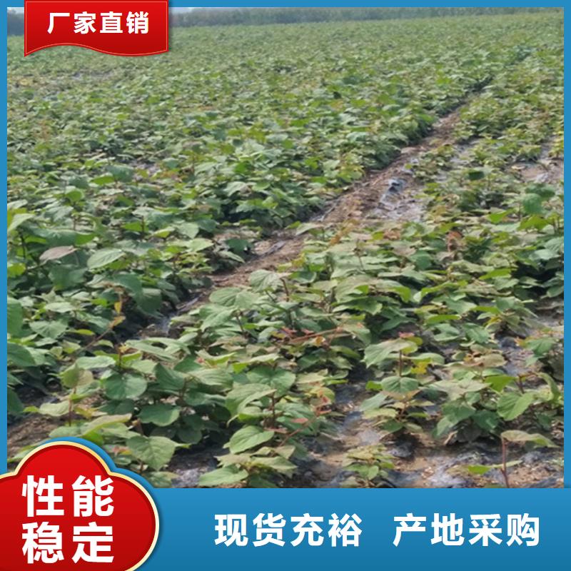 猕猴桃石榴苗同行低价专注细节更放心